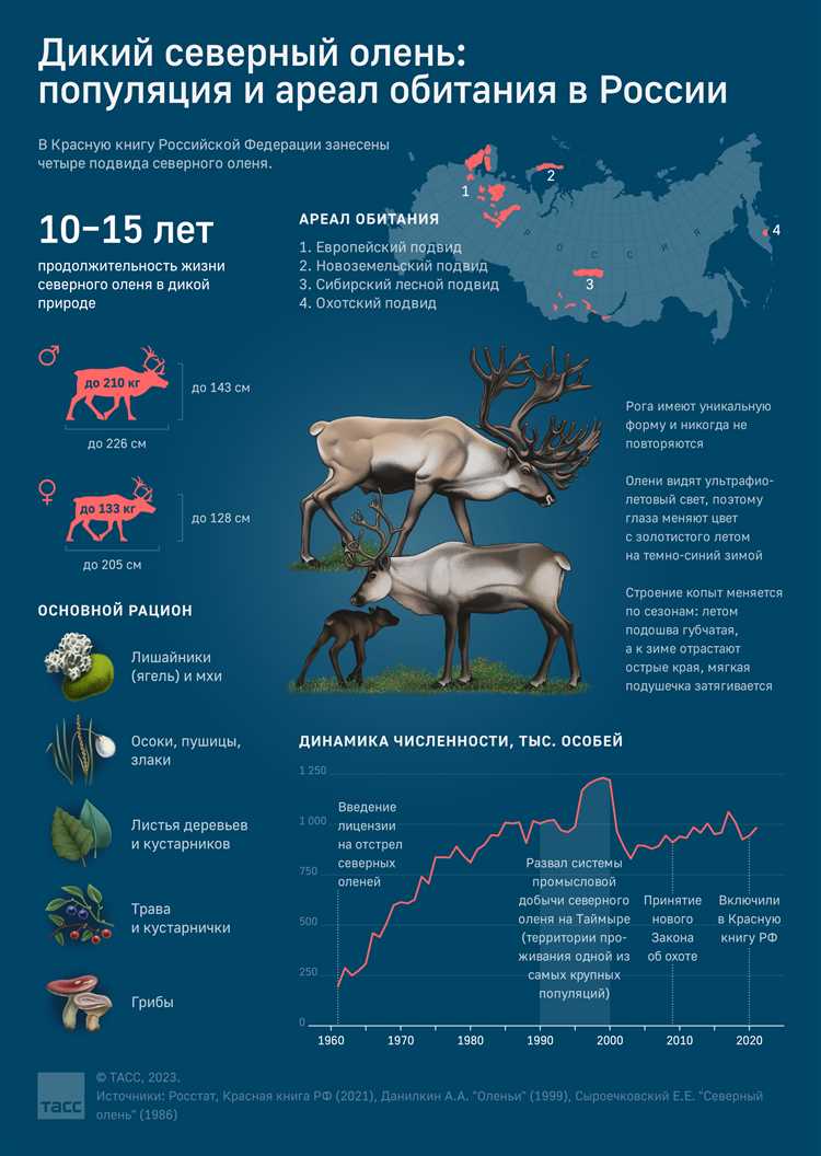 Роль северного оленя в сибирской мифологии и фольклоре.