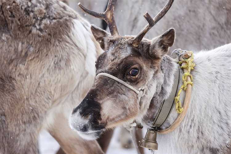 Олени