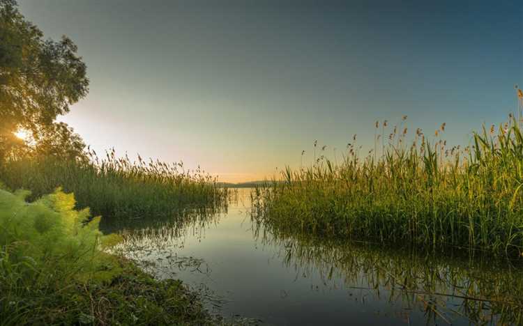 Значение водно-болотных угодий для экосистемы