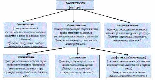 Виды растений, приспособленные к суровому климату Сибири